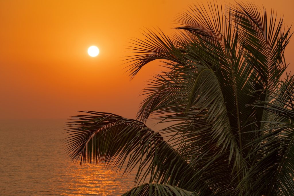 Palm Tree Near Body of Water during Sunset